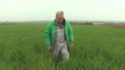 Guerre en Ukraine : en Italie, certains producteurs de tomates se convertissent au blé face au manque de céréales