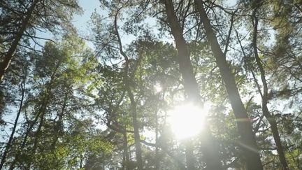 France : le charme de la forêt d’Ermenonville