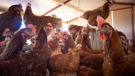 Des poules dans un élevage à Argeliers (Aude), le 2 septembre 2022. (JUSTINE BONNERY / HANS LUCAS / AFP)