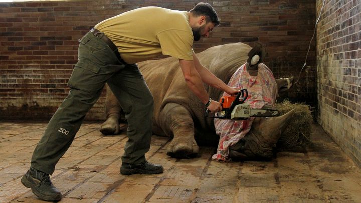 Un employé d'un zoo de Dvur Kralove (République&nbsp;tchèque) coupe la corne d'un rhinocéros, le 20 mars 2017. (REUTERS)