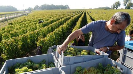 Cette année, les vendanges sont en avance