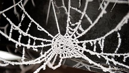 Une toile d'araign&eacute;e recouverte de givre &agrave; Godewaersvelde (Nord), le 23 janvier 2013. (PHILIPPE HUGUEN / AFP)