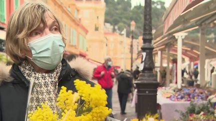 Mimosa : premières récoltes sur la Côte d'Azur