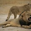 Le lion Cecil dans le parc national de&nbsp;Hwange, au Zimbabwe, 21 octobre 2012. (ZIMBABWE NATIONAL PARKS / AFP)