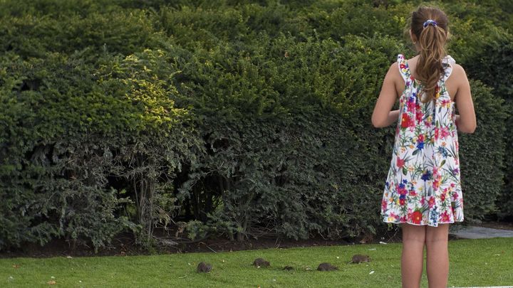 Des rats dans les jardins du Louvre,&nbsp;en juillet 2014. (XAVIER FRANCOLON / SIPA)