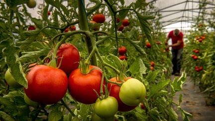 Des tomates poussent sous serre, en août 2015. (PHILIPPE HUGUEN / AFP)