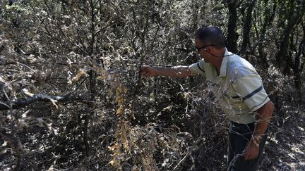 Un massif de buis ravagé par les chenilles de la pyrale du buis, dans le parc du château de Grignan (Drôme), le 7 septembre 2016. (PHILIPPE DESMAZES / AFP)