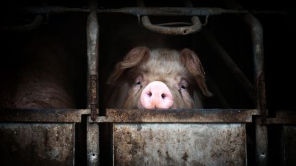 A pig farm in France, in 2022. (EMMANUELLE PAYS / HANS LUCAS / AFP)