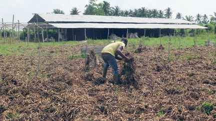 Unique en Afrique, cette entreprise, créée à Sô-Ava en 2014 par un Franco-Béninois et un Belgo-Béninois, a pour vocation de transformer le désastre en bienfait. La jacinthe d'eau «est la plante la plus invasive du monde: 10 plants peuvent en produire 800.000 autres en moins de huit mois» déclare à «Jeune Afrique» David Gnonlonfoun, l'un des deux entrepreneurs. Mais, une fois séchée, elle peut servir d'engrais naturel ou de fibre absorbante pour les huiles et les hydrocarbures d'une marée noire, par exemple. Un débouché qui pourrait intéresser le Nigeria voisin. En tout cas, une piste encourageante pour tous les pays touchés par ce fléau.  (Delphine BOUSQUET / AFP)