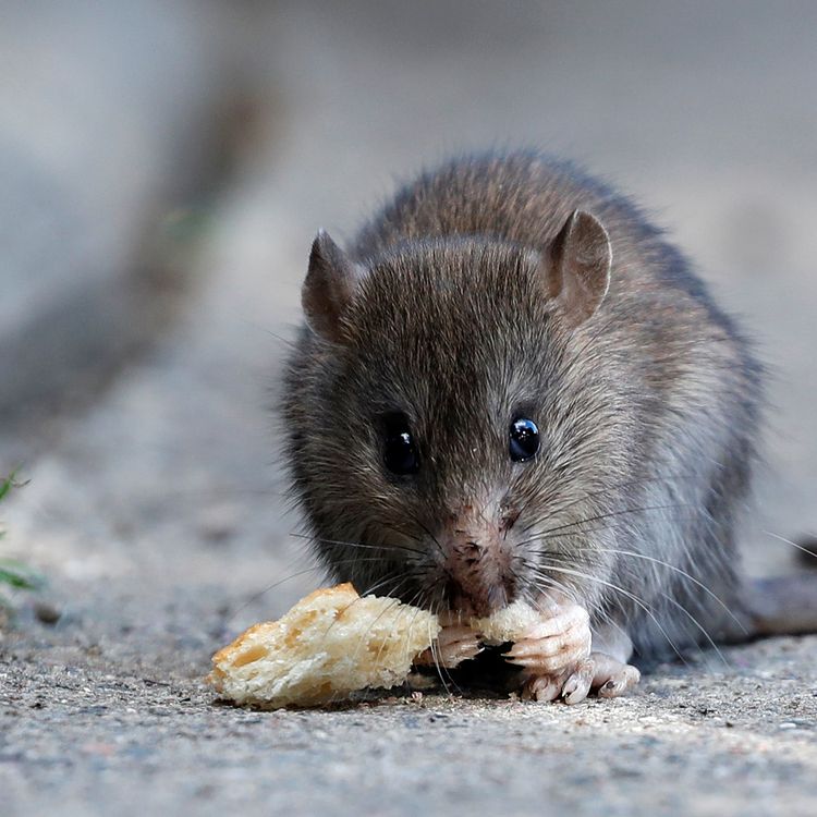 Les Rats Sont Ils En Train De Grignoter Peu A Peu Paris