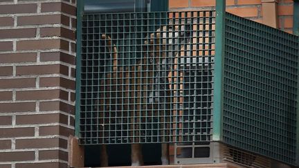 Excalibur, le chien de l'aide soignante espagnole qui a contract&eacute; le virus Ebola, aboie depuis le balcon de l'appartement, &agrave; Alcorcon, pr&egrave;s de Madrid, le 8 octobre 2014. (SUSANA VERA / REUTERS)