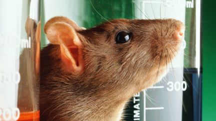 Des chercheurs de l'universit&eacute; de Zurich (Suisse) ont utilis&eacute; la stimulation &eacute;lectrique et chimique sur les rats. (G ROBERT BISHOP / GETTY)