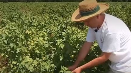 Canicule : les producteurs de cassis accusent le coup