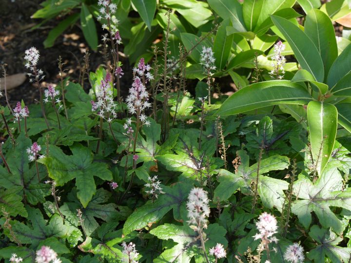 La tiarelle (Tiarella cordifolia) est une plante précieuse pour la mi-ombre, en pot ou au jardin.&nbsp; (ISABELLE MORAND / RADIO FRANCE / FRANCE INFO)