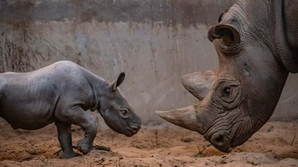 La femelle rhinocéros du zoo de Chester (Royaume-Uni) face à sa mère. (ZOO DE CHESTER)