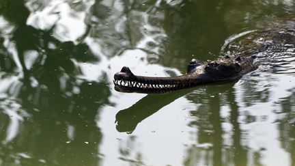 Un b&eacute;b&eacute; gavial du Gange, une esp&egrave;ce de crocodile, nage dans le parc national de Chitwan (Chine), le 4 f&eacute;vrier 2012. (NAVESH CHITRAKAR / REUTERS)