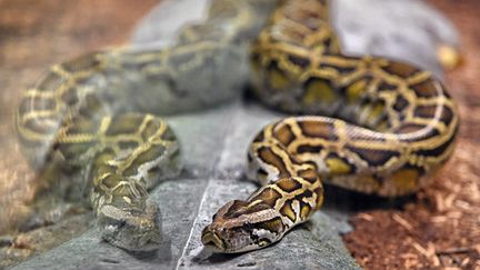 Un python au zoo de Singapour. (ROSLAN RAHMAN / AFP)