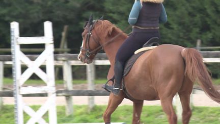 La Fédération Française d'Équitation appelle à la vigilance sur la rhinopneumonie, potentiellement mortelle pour les chevaux. (Julien Bernier - France Télévisions)