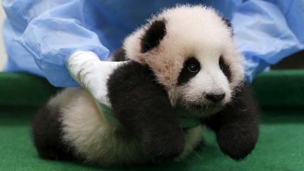 Un bébé panda présenté au public, à Kuala Lumpur, en Malaisie, mardi 17 novembre 2015. &nbsp; (OLIVIA HARRIS / REUTERS)