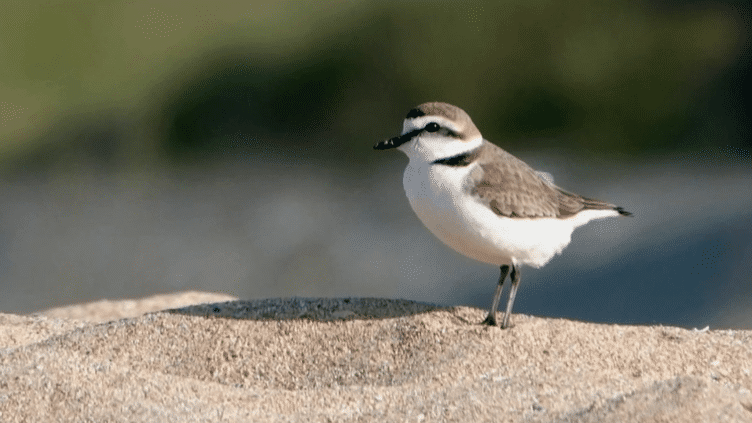 Protection des animaux : en Normandie, une association au chevet d'un oiseau en danger