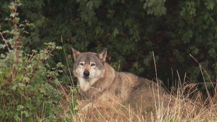 Vendée, Eure : avec le retour du loup, les éleveurs sont inquiets