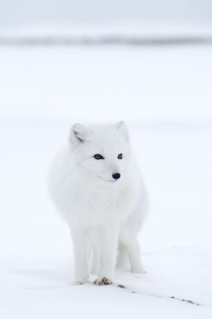 Un renard polaire, près de Churchill, dans la baie d'Hudson, dans la province du Manitoba (Canada) en 2007. (THORSTEN MILSE / ROBERT HARDING HERITAGE / AFP)