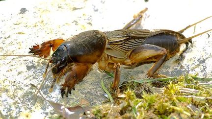 Pour recueillir des courtilières, «taupe-grillons» qui creusent des trous et font leur nid sous terre, les villageois thaïlandais versent de l’eau près du nid. Apeurées, elles remontent alors à la surface et peuvent être facilement récupérées.
 
Quant aux cigales, elles sont attrapées en début de matinée lorsque l'insecte, couché sur l’herbe, fait la grasse matinée…
 
Quand elles nichent dans les arbres, elles sont capturées au moyen d’un coton mis au bout d’un bâton et d’un sac en plastique. Le coton permet d’immobiliser leurs ailes et leurs pattes. (Biosphoto / Michel Lefèvre  )