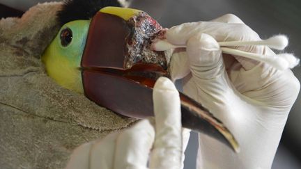 Un v&eacute;t&eacute;rinaire soigne le bec coup&eacute; d'un toucan dans un refuge &agrave; La Garita (Costa Rica), le 4 f&eacute;vrier 2015. (EZEQUIEL BECERRA / AFP)