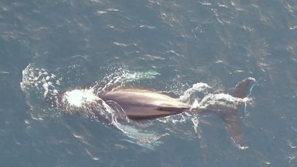 L'Islande est connue pour être la capitale mondiale des baleines. Plusieurs touristes français ont eu la chance inouïe de rencontrer ces fameux cétacés.  (FRANCE 2)