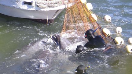 &nbsp; (Un dauphin est pris dans les mailles d'un filet au Japon © Sipa Press)