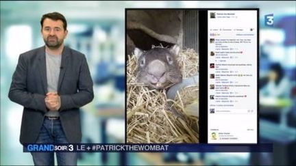 Patrick le wombat est mort à &nbsp;31 ans (France 3)