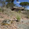 Une tortue Hermann dans la réserve naturelle de la plaine des Maures, dans le Var, en 2015. (JEAN-CLAUDE MALAUSA / BIOSPHOTO / AFP)