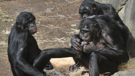 Les singes bonobo sacrés les singes les plus intelligents du monde, au zoo de&nbsp;Planckendael&nbsp;à Malines (Belgique). (GEORGES GOBET / AFP)