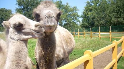 Photo non dat&eacute;e de Tucket (&agrave; droite), la chamelle du zoo de Saint-L&eacute;ger-en-Bray (Oise), vol&eacute; le 29 ao&ucirc;t 2013. (PARC ANIMALIER DE SAINT-LEGER-EN-BRAY)