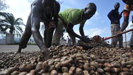 Séchage des noix de cajou en Côte d'Ivoire, le 5 mai 2013. (SIA KAMBOU / AFP)