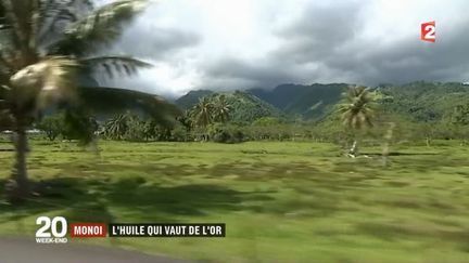 Monoï : l'huile qui vaut de l'or