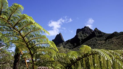 Végétation tropicale dans le cirque de Mafate, classé au patrimoine mondial de l'Humanité par l'UNESCO. (GETTY IMAGES)