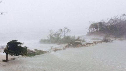 Des arbres sont couchés par le vent au passage l'ouragan Matthew à Adélaïde (Bahamas), le 6 octobre 2016. (CATHERONE CHISNELL / AFP)