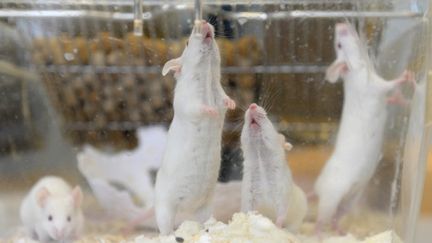 Des souris dans le laboratoire de l'université de médecine vétérinaire de Vienne (Autriche), le 13 octobre 2015. (HANS KLAUS TECHT / APA-PICTUREDESK / AFP)