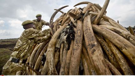 Trafic d'ivoire en Afrique : Le Cameroun et du Kenya montrent qu'ils luttent contre le braconnage