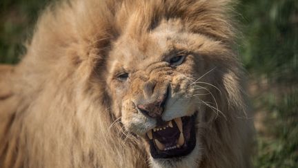 Un lion rugissant. (CHRISTOPHE SIMON / AFP)