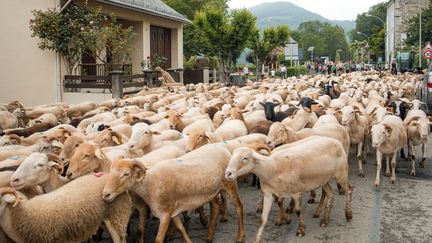 Des brebis dans la commune de Sentein (Ariège), le 8 juin 2024. (ISABELLE SOURIMENT / AFP)