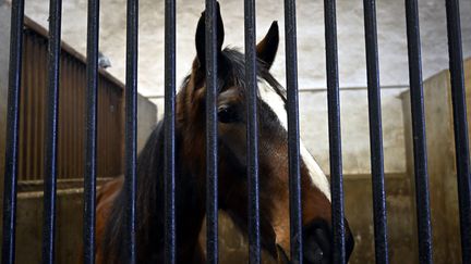 Un cheval dans son box au Haras national de Rosières-aux-Salines (Meurthe-et-Moselle), le 4 février 2021. (ALEXANDRE MARCHI / MAXPPP)