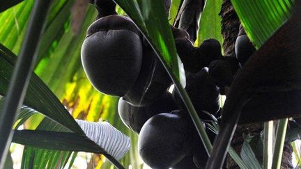 Le cocotier de mer est un palmier qui produit la plus grosse graine du règne végétal et qui ne pousse qu'aux Seychelles. (AFP PHOTO/ ALBERTO PIZZOLI)