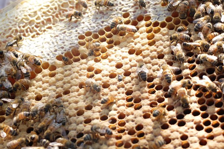 Des abeilles dans une ruche &agrave; Lattes, pr&egrave;s de Montpellier (H&eacute;rault), vendredi 11 juillet 2015.&nbsp; (MARIE-ADELAIDE SCIGACZ / FRANCETV INFO)