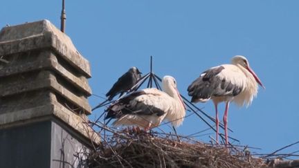 Alsace : la réintroduction à succès des cigognes