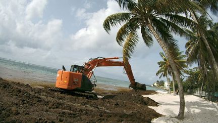 &nbsp; (Algues Sargasses en Guadeloupe © MaxPPP)