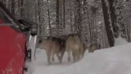 Balade d'hiver : les Pyrénées en traîneau