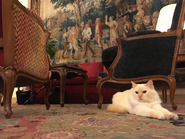 Pharaon, le chat-mascotte du&nbsp;Bristol qui est revenu récemment dans le palace,&nbsp;début septembre 2020. (GREGOIRE LECALOT / RADIO FRANCE)