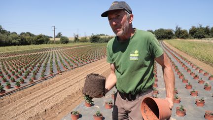 Sébastien&nbsp;Prel, maraîcher et horticulteur, montre les dégâts causés par la chaleur sur sa parcelle de&nbsp;chrysanthèmes. A Vitré (Ille-et-Vilaine), le 10 août 2022. (ELOISE BARTOLI / FRANCEINFO)